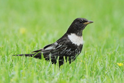 Ring ouzel Turdus torquatus komatar_MG_9797-111.jpg