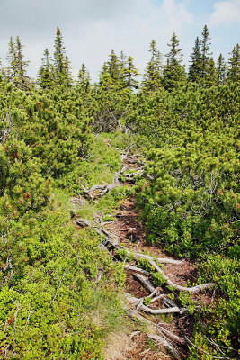 Coniferous forest iglast gozd_MG_6774-11.jpg