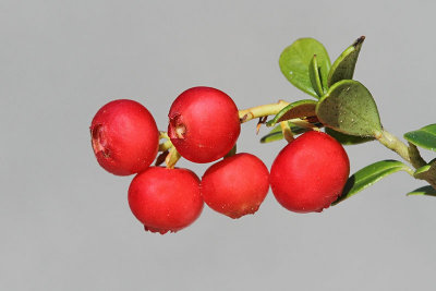 Lingonberry Vaccinium vitis-idaea brusnica_MG_7389-11.jpg