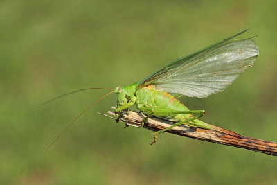 Great green bush-cricket Tettigonia viridissima drevesna zelenka_MG_8046-111.jpg