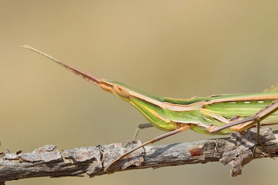 Mediterranean slant-faced grasshopper Acrida ungarica nosata saranča_MG_8750-111.jpg