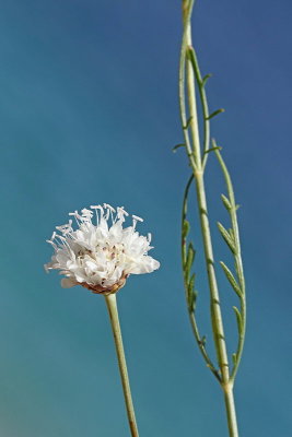 Giant scabious Cephalaria leucantha bleda obloglavka_MG_4906-11.jpg