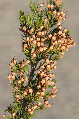 Tree heath Erica arborea drevesasta resa_MG_2224-11.jpg