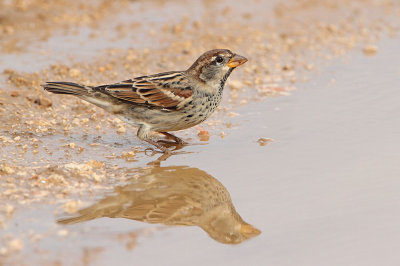 Spanish sparrow Passer hispaniolensis travniki vrabec_MG_9178-111.jpg