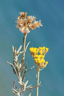 Immortelle Helichrysum italicum laški smilj_MG_49351-11.jpg