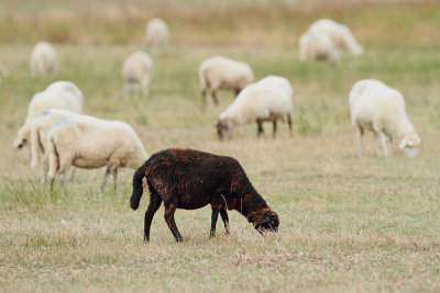Sheep ovce_MG_92501-111.jpg