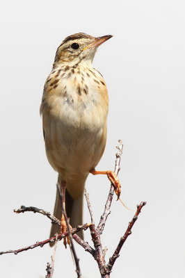 Tawny pipit  Anthus campestris rjava cipa_MG_9530-111.jpg