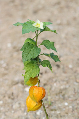 Bladder cherry Physalis alkekengi volčje jabolko_MG_7780-11.jpg