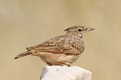 Crested lark Galerida cristata čopasti škrjanec_MG_8975-111.jpg