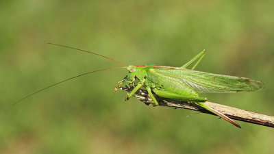 Great green bush-cricket Tettigonia viridissima drevesna zelenka_MG_8044-111.jpg
