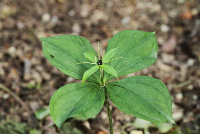 Herb paris Paris quadrifolia volčja jagoda_MG_6300-11.jpg