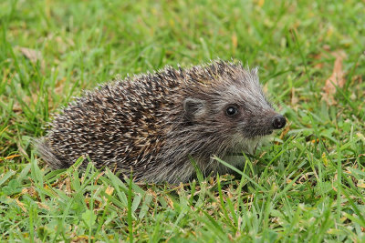 Northern white-breasted hedgehog Erinaceus roumanicus  beloprsi je_MG_9984-111.jpg