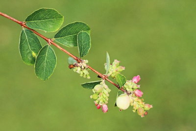 Common snowberry Symporicarpos albus bisernik_MG_7761-111.jpg