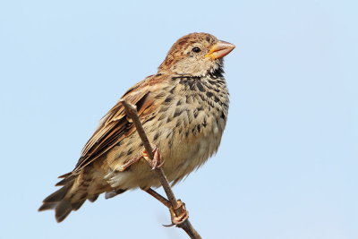 Spanish sparrow Passer hispaniolensis travniki vrabec_MG_8925-111.jpg
