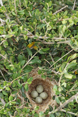 Nest of sardinian warbler Sylvia melanocephala gnezdo ametne penice_MG_7216-11.jpg