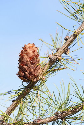 European larch Larix decidua macesen_MG_0290-11.jpg