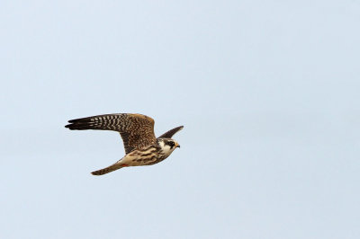  Eurasian hobby  Falco subbuteo krjančar_MG_8705-111.jpg