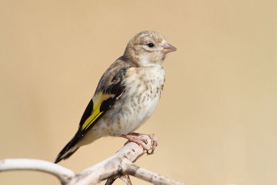 Goldfinch Carduelis carduelis liček_MG_8854-111.jpg