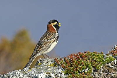  Lapland longspur Calcarius lapponicus laponski ostrogle_PICT0021-11.jpg