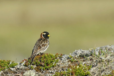  Lapland longspur Calcarius lapponicus laponski ostrogle_PICT0015-11.jpg