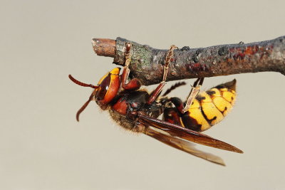 European hornet Vespa crabro sren_MG_0438-111.jpg