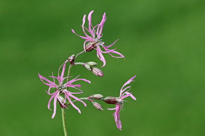 Ragged robin Lychnis flos-cuculi kukavičja lučca_MG_6352-111.jpg