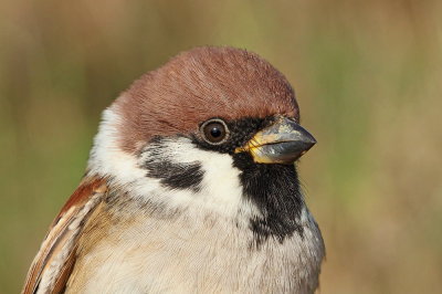 Tree sparrow Passer montanus poljski vrabec_MG_0958-111.jpg