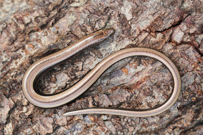 Slow-worm Anguis fragilis slepec_MG_9652-111.jpg