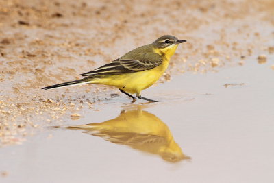 Yellow wagtail Motacilla flava rumena pastirica_MG_9184-111.jpg