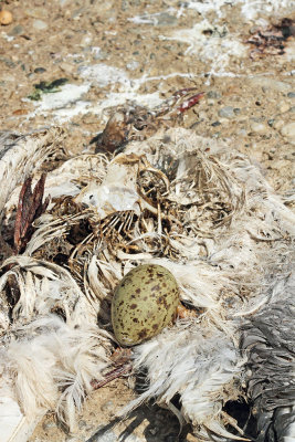 Tern nest in gull carcass čigrino gnezdo na truplu galeba_MG_0507-111.jpg