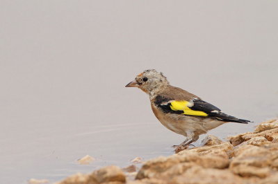 Goldfinch Carduelis carduelis liček_MG_9165-111.jpg