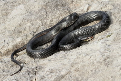 Western whip snake Hierophis viridiflavus carbonarius črnica_MG_0071-111.jpg