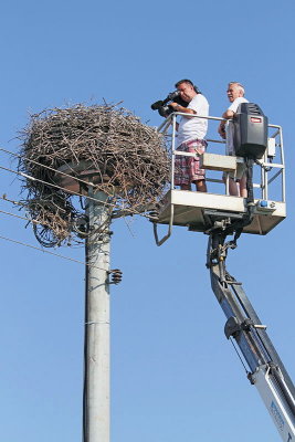 Filming storks snemanje torkelj _MG_8944-11.jpg