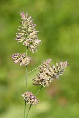 Cocksfoot Dactylis glomerata navadna pasja trava_MG_9958-11.jpg