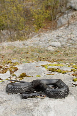 Western whip snake Hierophis viridiflavus carbonarius črnica_MG_0131-11.jpg