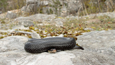 Western whip snake Hierophis viridiflavus carbonarius črnica_MG_01141-111.jpg
