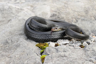 Western whip snake Hierophis viridiflavus carbonarius črnica_MG_0090-111.jpg