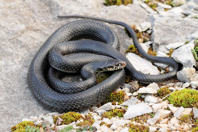 Western whip snake Hierophis viridiflavus carbonarius črnicaMG_0044-111.jpg
