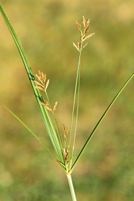 Galingale Cyperus longus dolgolistna ostrica_MG_7772-11.jpg