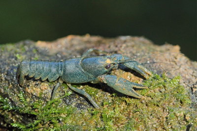 Rare blue form of stone crayfish Austropotamobius torrentium modri kočak_MG_0094-111.jpg