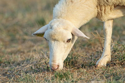 Sheep ovca_MG_8782-11.jpg