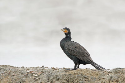 Great cormorant Phalacrocorax carbo veliki kormoran_MG_1005-111.jpg
