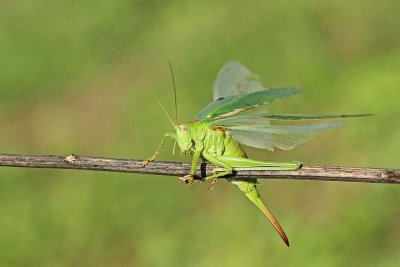  Great green bush-cricket Tetigonia viridissima drevesna zelenka_IMG_81019.jpg