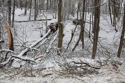 Fallen trees due sleet padla drevesa zaradi ledu_MG_0476-111.jpg