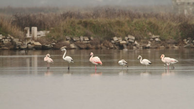 Greater flamingo Phoenicopterus roseus plamenec _MG_0974-111.jpg