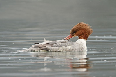 Goosander Mergus merganser veliki agar_MG_2301-111.jpg