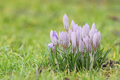 Spring crocus Crocus vernus vernus pomladanski žafran_MG_1750-111.jpg