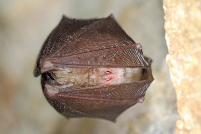 Lesser horseshoe bat Rhinolophus hipposideros mali podkovnjak_MG_2034-111.jpg