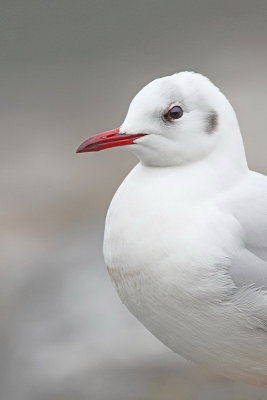 Black-headed gull Chroicocephalus ridibundus rečni galeb _MG_2340-11.jpg