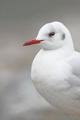  Black-headed gull Chroicocephalus ridibundus rečni galeb _MG_2340-11.jpg